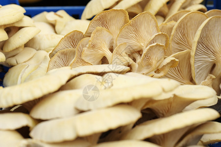 基质金牡蛎蘑菇的果实食用可的吉盘真菌金聚宝盆图片
