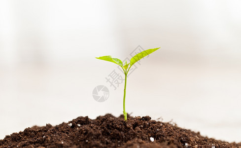 新的在鲜土壤中生长的小植物一种绿色图片