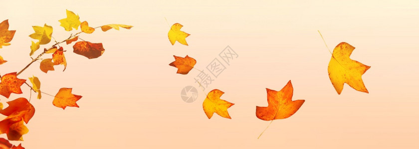 树枝上飘落的秋叶红色的高清图片素材