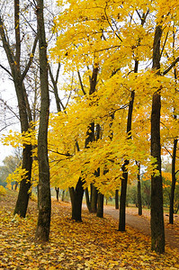 秋天金黄色的落叶树林图片