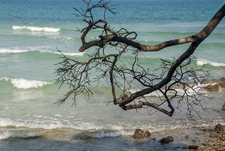 绿色树的枝叶在早晨伸展到大海分支岩石图片