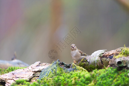 树自然林中女共同石蜡维林克鸟背景图片