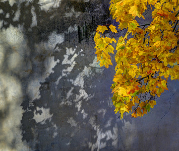 金黄色的树叶秋叶图片