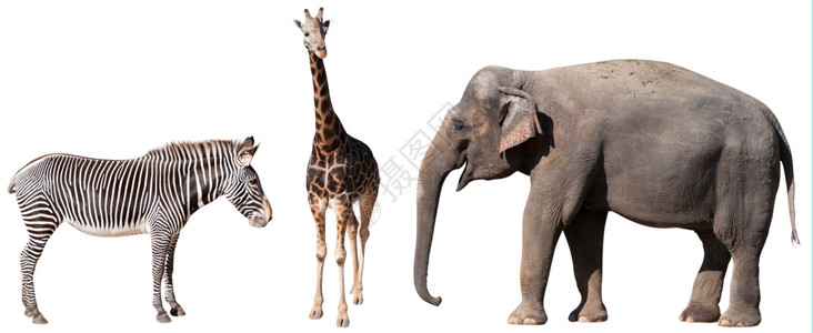 收藏团体白色的斑马长颈鹿和大象上白色孤立图片
