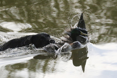 检索拉布多狗工作猎犬拉布多人从水中取回鸭子图片
