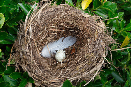 嵌套在树篱中用鸡蛋和羽毛作巢动物枝条图片