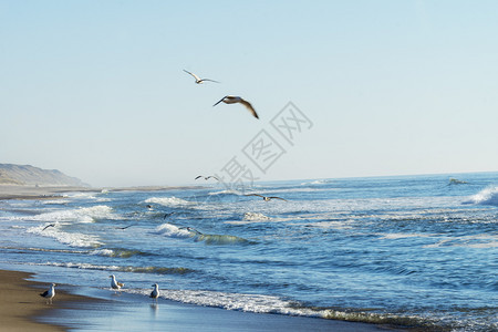 户外海鸥在滩上捕鱼丹麦天空图片