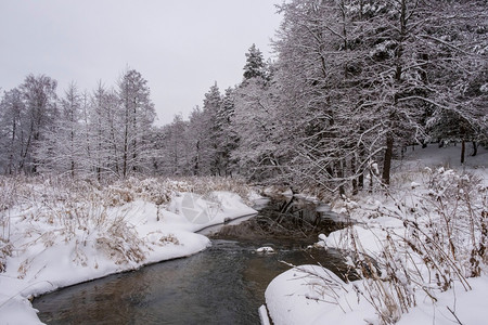 树木冬季风景与小森林河在阴云的一天俄罗斯水雪背景图片