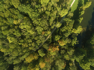 航拍秋季森林风光图片