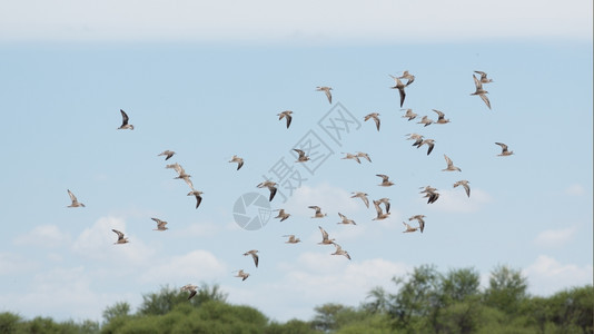 一种空气鸟群高飞在中翅膀张开的鸟群航班背景图片