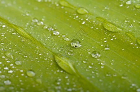 绿叶加上水滴植物绿色湿的背景图片