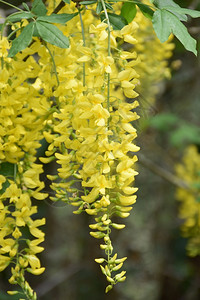 盛开自然黄色的美丽树有哭泣黄花朵图片