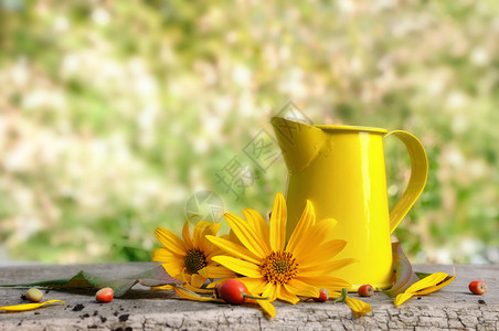 木板上的黄色花朵和园中的黄色小罐头自然园艺生活图片
