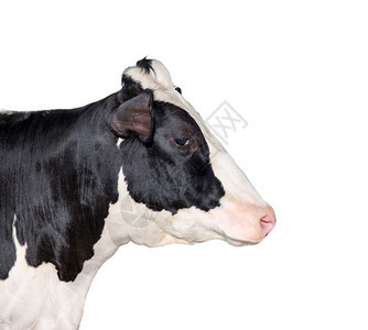 在白色可爱的黑白斑牛头和色农场动物上被孤立的奶牛头上黑色的疯狂肖像图片