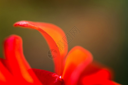 质地明亮美丽的红花朵瓣自然颜色图片