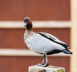 棕色的凫野生动物红色背景的普通鸭子图片