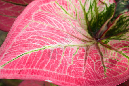 红叶和绿静脉的以绿静脉贝母美丽的图片