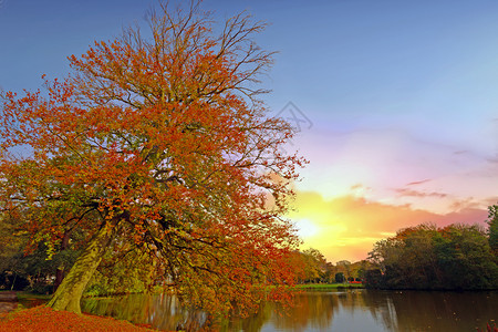 秋天日落时的湖边树木图片