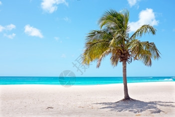 植物海浪被加勒比阿鲁巴岛棕榈海滩上树加勒比阿鲁巴岛图片
