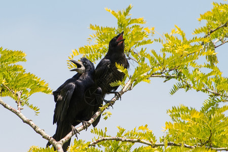 孩子母亲和婴儿乌鸦在黄树上蓝天哭刺槐图片
