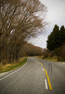 燃尽线条密封道路在树上横穿木沥青上有轮胎痕迹图片