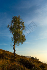 往事随风经过天空Birch工厂有叶子随风移动日落背景