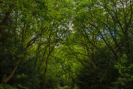 环境森林中长着许多绿树的青山路春天景观背景图片