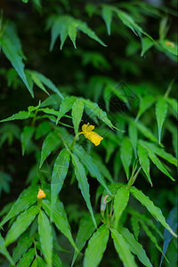 野花绿色草地水平的图片