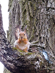 自然啮齿动物在树上松鼠红坐在树上吃坚果图片