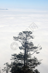 山顶的松树背景图片