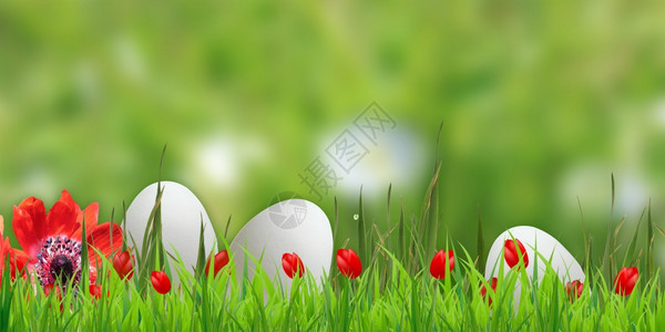 花朵草地红色的复活节快乐背景图片