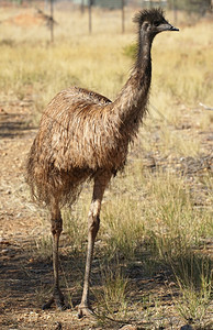 澳大利亚北区鸟埃穆澳洲北方领土德罗马尤斯野生动物自然图片