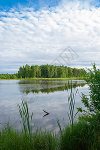 俄罗斯一个小湖夏季日的沼泽海岸过长小湖夏天自然图片