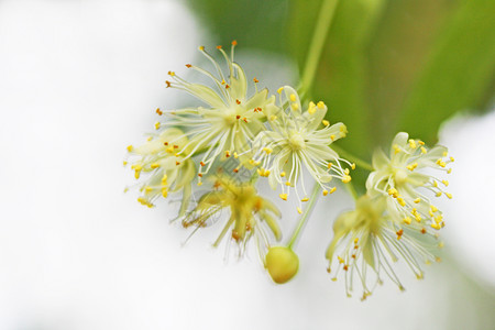 林登背景照片与不同寻常的石灰花相照植物叶子雄蕊图片