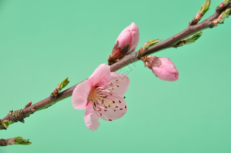 粉红色的桃花背景图片