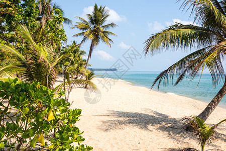 东海洋亚洲人泰国Chumphon热带海滩有棕榈树背景图片