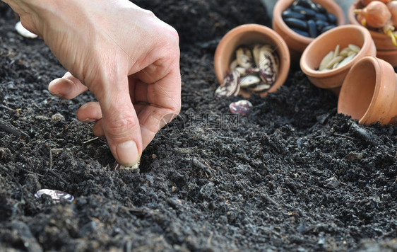 妇女用手在菜园土壤中播种子有机的手指花园图片