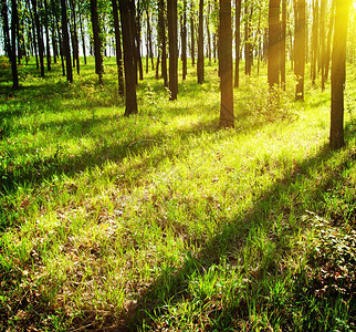 风景阳光的线穿透树林中的叶森自然图片