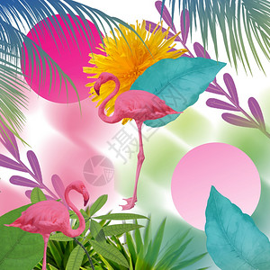 季节鸟天堂花朵自然背景图片