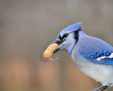 观鸟一种蓝色的只鸟嘴上塞着花生图片