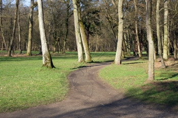 方向树木森林中道的右叉或左背景图片