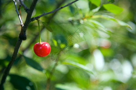 健康水果树上一棵成熟的樱桃莓夏天图片