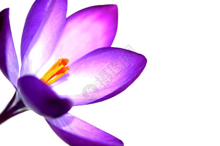 番红花植被白色的紫花朵文摘要抽象的图片
