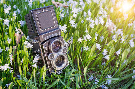 由春花环绕的美丽双镜头相机片美丽的花朵背景图片