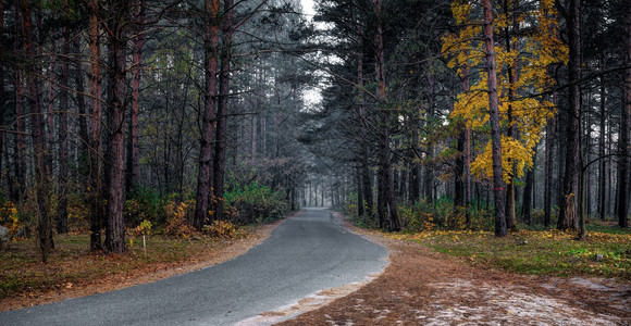 清晨秋天森林里的道路图片