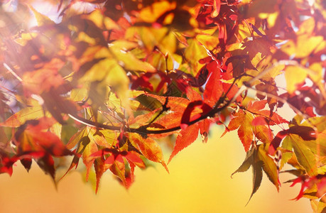 秋季金黄色的落叶图片