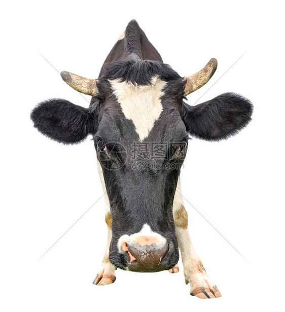 黑色的可爱奶牛被孤立在白言语黑母牛和色上大木兹勒紧闭着有趣的奇特怪异牛农场动物目的相机图片