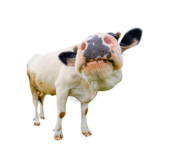 眼睛鼻子斑可爱的奶牛被孤立在白言语黑母牛和色上大木兹勒紧闭着有趣的奇特怪异牛农场动物图片