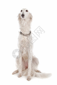 哺乳动物狗白色背景面前的丝绸风犬猎宠物图片