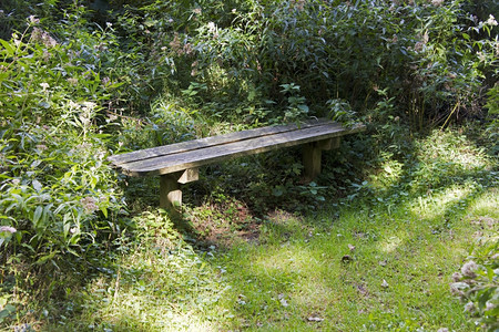 木板椅坐在森林里座位景观植物图片
